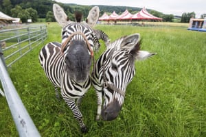 Einbeck, Germany: zebras are seen at Circus Charles Knie amusement park
