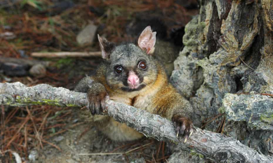 The brushtail possum is a reviled feral pest in New Zealand’s North Island