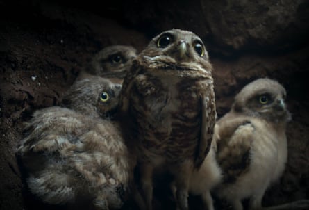 A group of owls are clustered together