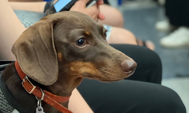 Willow, the Guardian's official Thursday quiz dog