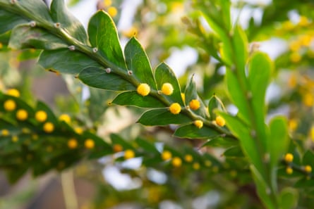 Furry yellow buds and green leaves