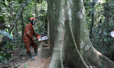 A worker legally cuts a tree in the north-east of the Democratic Republic of Congo.