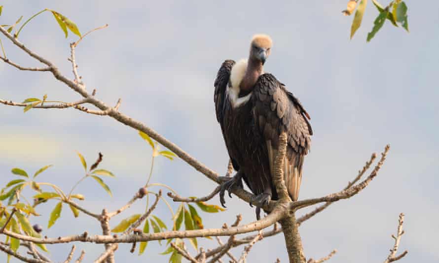 A white-rumped vulture