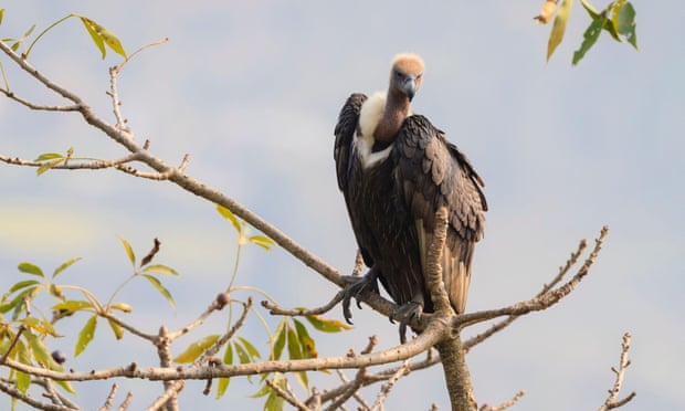 A white-rumped vulture, one of three critically endangered vulture species being bred in captivity by Indian conservationists. Photograph: Oscar Dominguez/Alamy