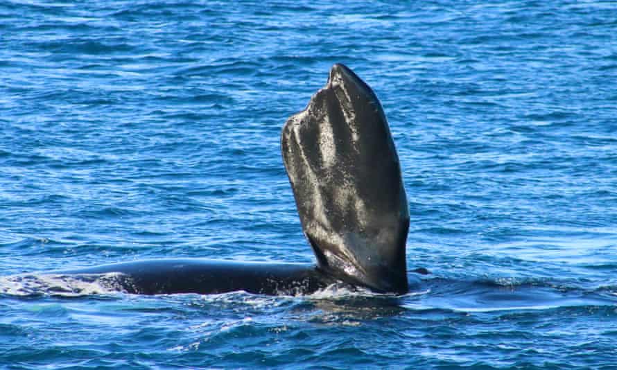 A southern right whale lifts its fin out of the water in Geographe Bay in Western Australia