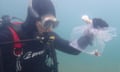 Scientists return 18 of the fish to Tasmanian waters after caring for them in captivity for months