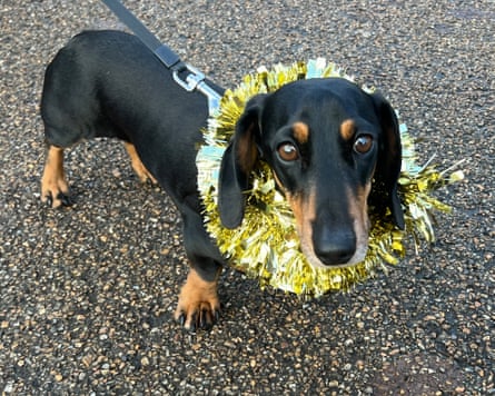 A dachshund with a sprig of tinsel around his neck