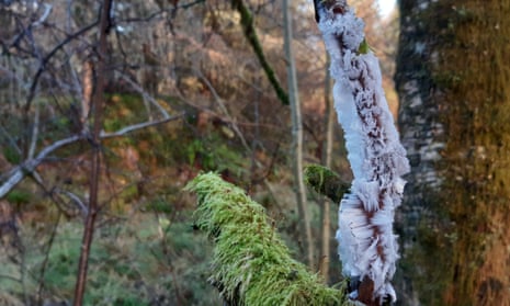 Hair ice. Forest of Ae, Dumfries and Galloway