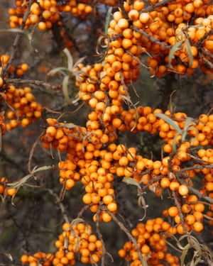 Sea buckthorn is being grown by coastal farmers as it is a salt-tolerant plant.