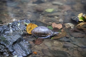 Uma tartaruga de caixa é solta após ser recuperada pela polícia ambiental em Bogotá, Colômbia