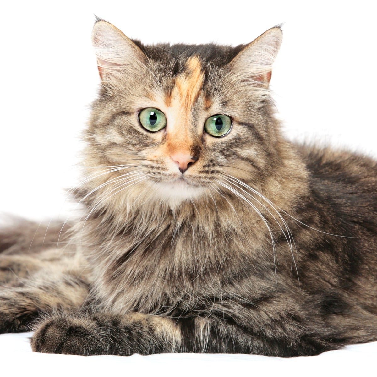How should you remember a dead pet – with Latin, fireworks or freeze-drying? | Pets | The Guardian How should you remember a dead pet – with Latin, fireworks or freeze-drying? | Pets | The Guardian
