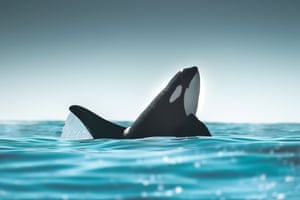 Uma orca pondo a cabeça para fora da água