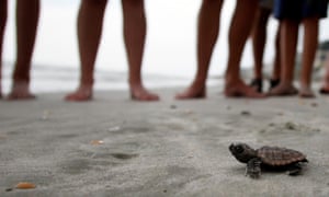 A loggerhead turtle hatchling makes its way to the sea.