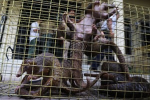 Pangolin inside a cage in North Sumatra, Indonesia. Indonesian police secure the pangolins, which are often trafficked and used in Pelangsing body treatments, lanterns and materials to make methamphetamine.