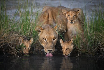 Lions drink at watering hole