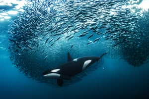 A female orca splitting a herring bait ball – Skjervøy, Norway: winner of Underwater category