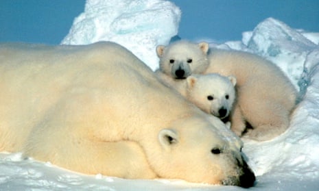 Polar bears, at home in Alaska’s Arctic National Wildlife Refuge