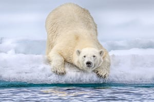 A polar bear crouches down on the ice in the Svalbard islands