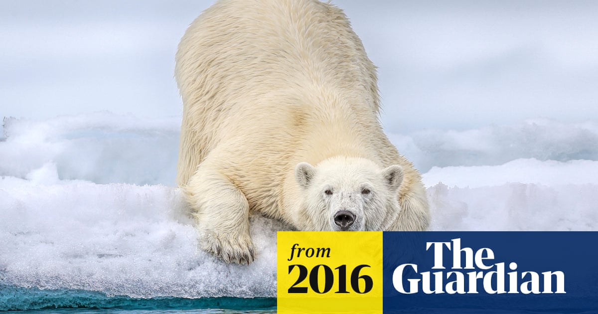 Polar bears losing crucial sea ice: study | Sea ice | The Guardian
