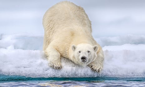Polar bear survival threatened by emissions-driven climate change impact