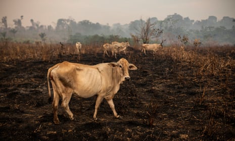 Cattle roam across burnt-out land in a conservation area in Pará state, Brazil, 26 August 2021.