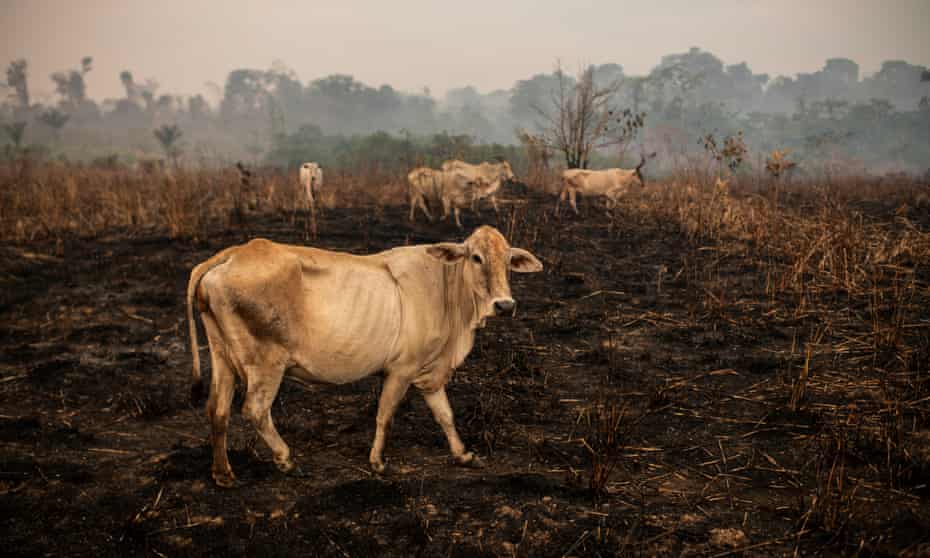 Cattle in the Novo Progresso area of, Pará, Brazil