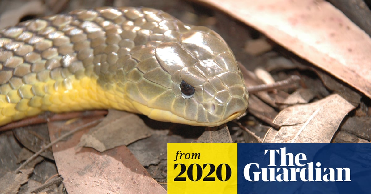 being bitten by tiger snake tasmania