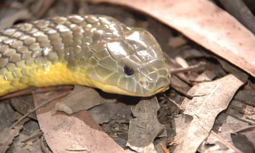 being bitten by tiger snake tasmania