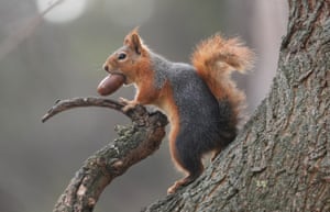 Um esquilo come comida em um dia frio de inverno em um parque na capital turca, Ancara, Turquia