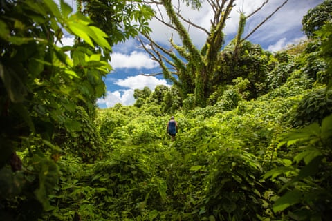 Inosi Ravisa wading through Merremia peltata towards his breadfruit trees which have also become engulfed by the vine.