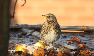 Migrant Fieldfare enjoying some windfall apples on the roof of a neighbours shed during the frosty weather. Wallsend, Tyne and Wear.