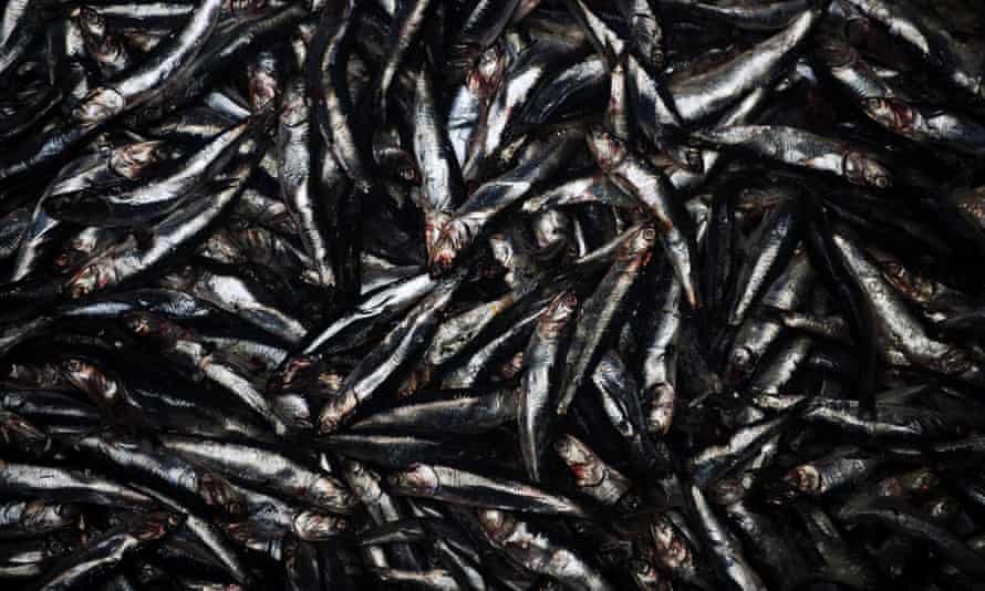 Peruvian anchoveta at a processing factory in Lima.