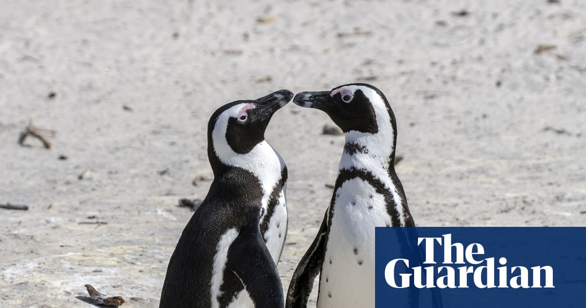 60,000 African penguins starve to death after sardine numbers collapse study