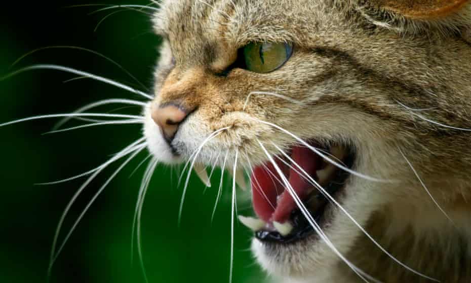 Scottish wildcat