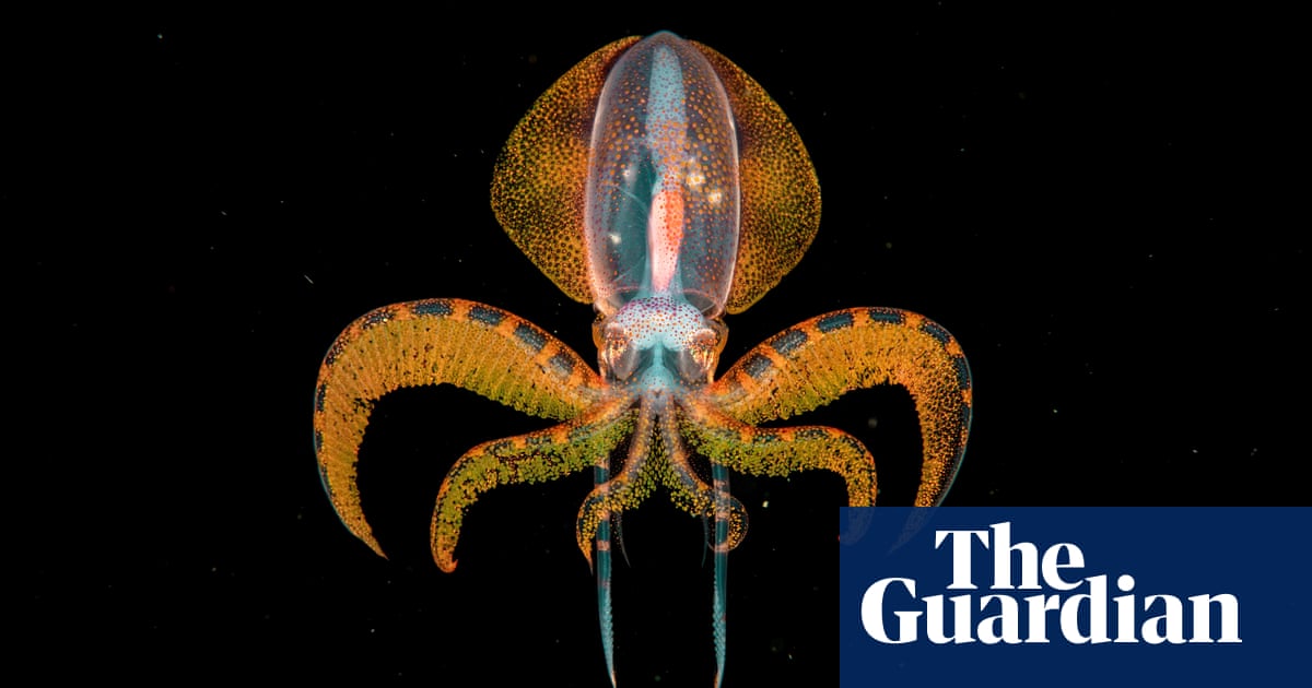 Wildlife photographer of the year 2020 winners – in pictures | Art and