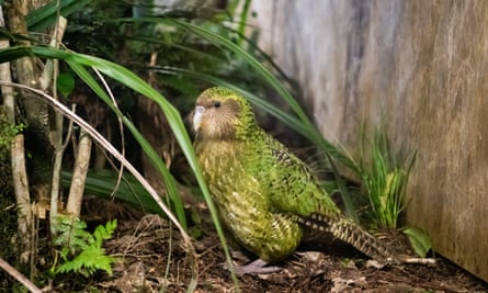 The kākāpō is a nocturnal, flightless parrot.