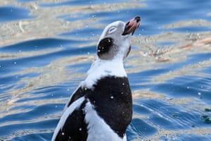 Um pato de cauda longa balança a cabeça nas águas do Lago Ontário, em Toronto, Canadá