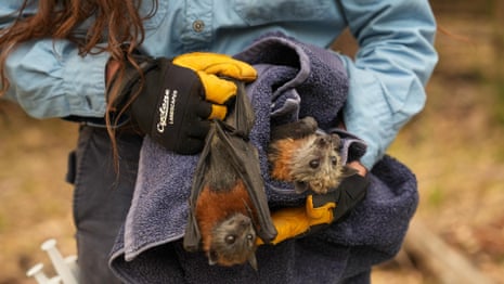 Flying foxes die in their thousands in worst mass-mortality event since Australia's black summer | Wildlife | The Guardian