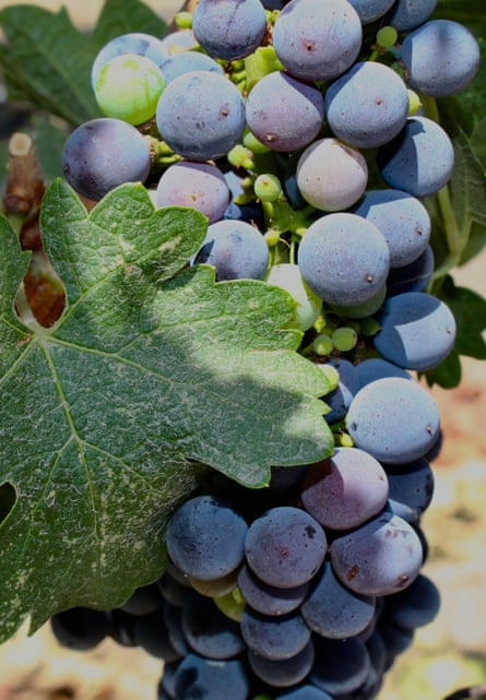 عنب النبيذ في باسو روبلز، كاليفورنيا.