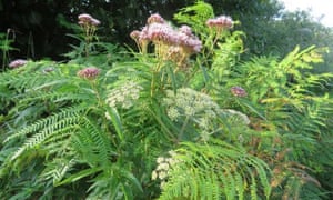Hemp-agrimony and hogweed