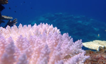 Coral Bleaching at Lizard Island picture on 24 February.