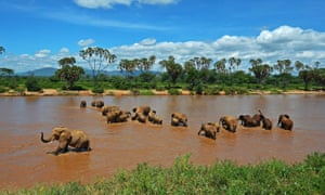 Elephants crossing the Ewaso Nyiro river in Samburu game reserve, Kenya, on May 8, 2013. AFP PHOTO/Carl de SouzaCARL DE SOUZA/AFP/Getty Images