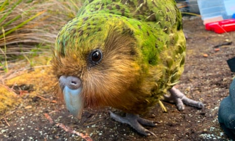  The critically endangered kākāpō is under threat from a fungal infection