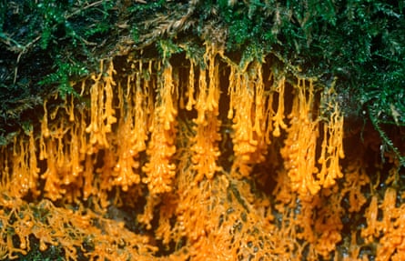 Slime mould