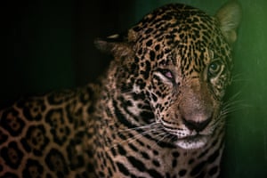 A male jaguar, rescued from the Negro River near Manaus, Brazil. The feline was found swimming, disoriented and weak, by a task force of the Environmental Police Battalion. Examinations revealed the animal had edema in its eyes and ears and had been shot with a hunting rifle, with more than 30 pellets hitting its face and skull and causing it to lose several teeth