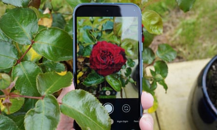 The Google Camera app shooting a photo of a rose on a Pixel 8a.