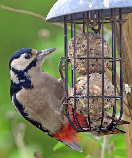 Adult great spotted woodpeckers ‘are regular, if nervous, visitors to our feeders’.