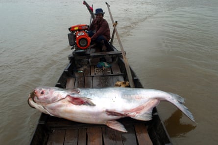 A dead Mekong giant catfish on a boat in the Tonlé Sap, Cambodia.