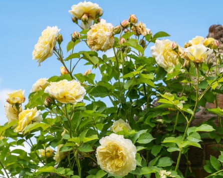 Rosa ‘The Pilgrim’ – English Climbing Rose against a blue sky