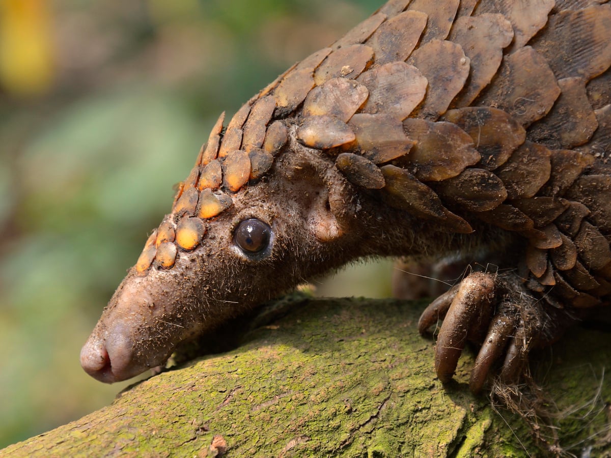 Covid-19 – a blessing for pangolins? | Endangered species | The Guardian